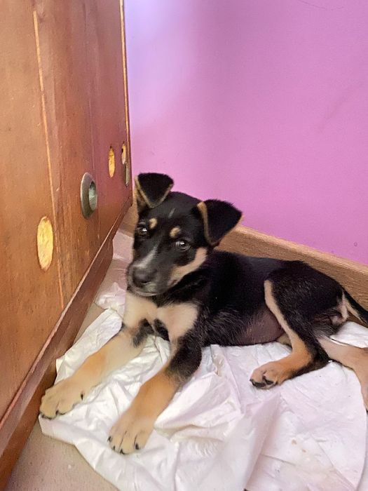 Щенок в добрые руки