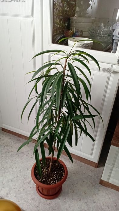 Фикусы Твилайт и Али