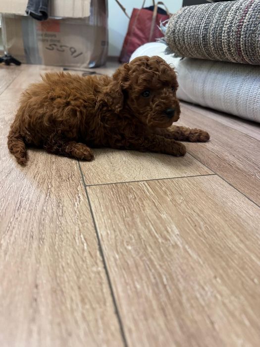 Caniche -Pudel fetita Toy Red