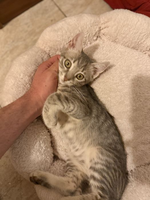 Коте на 3-4м търсим дом