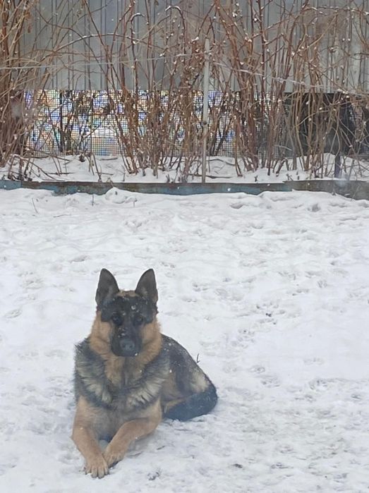 Кобель ВЕО ищет подругу для свиданий