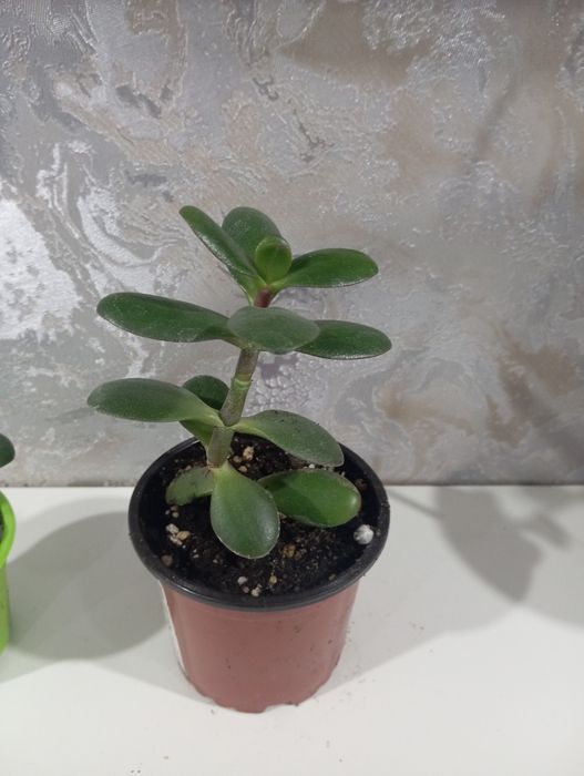 Цветы толстянка, денежное дерево