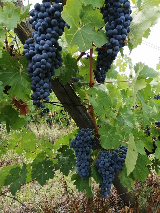 Грозде Каберне Совиньон 2025 Мускат отонел, Совиньон Блан , Траминер