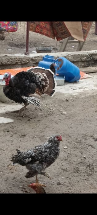 Куркалар сотилади