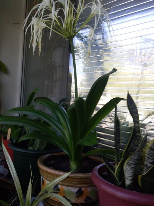 Продам цветок геминнокаллис