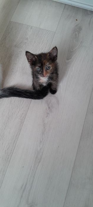 Котята бесплатно