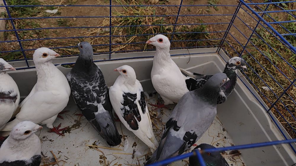 De vanzare  gaini pitice rate mute un cocos   gaini de casa SI porumbei