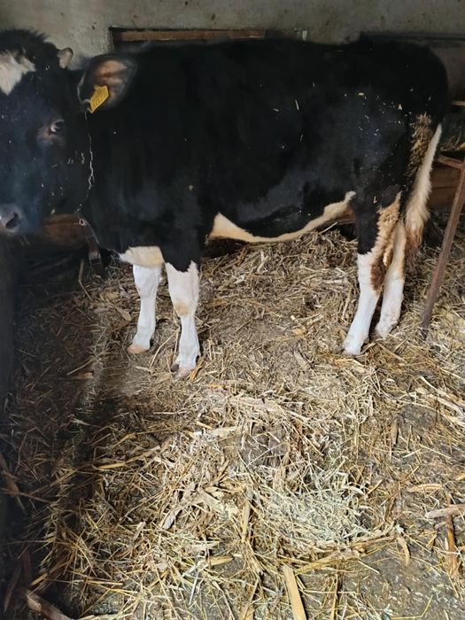 De vânzare două vițele!