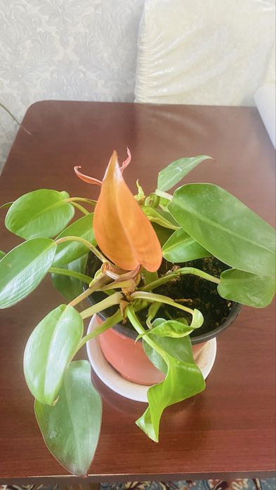 Комнатные цветы и растения