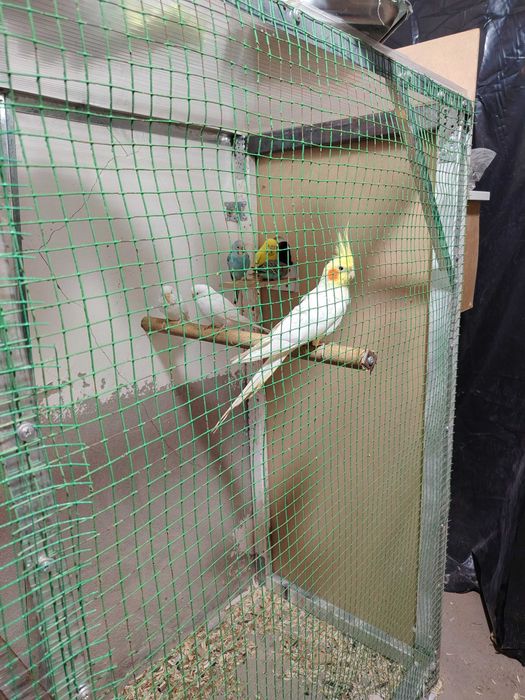 Продаётся попугай Карелло и неразлучники