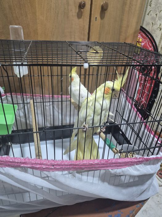 Попугаи корела пара  продаётся