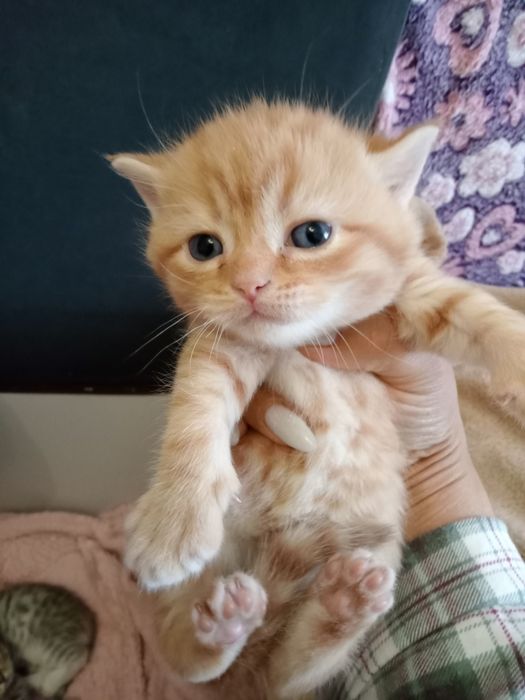 Британский котята