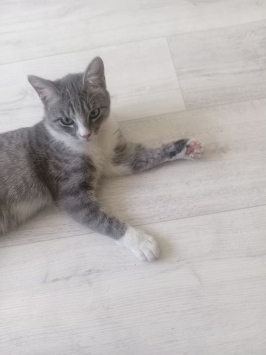 Отдам кота бесплатно