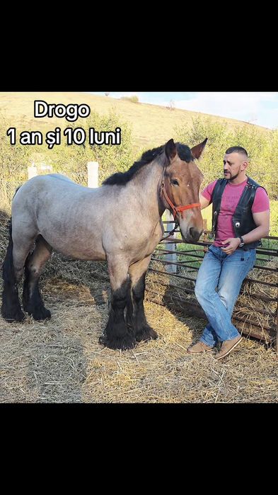 Disponibil armăsar/mânz