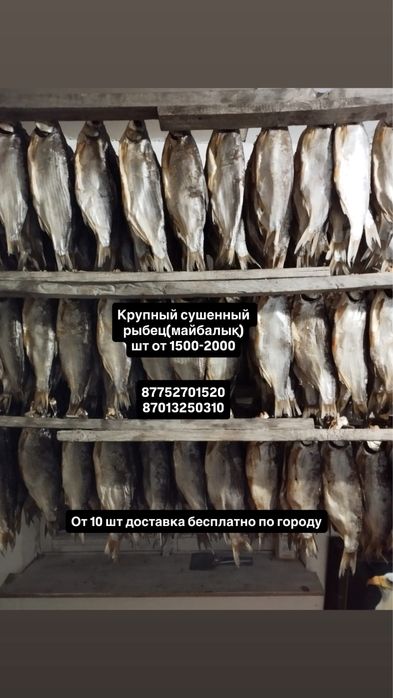 Продается отборный сушенный крупный рыбец!