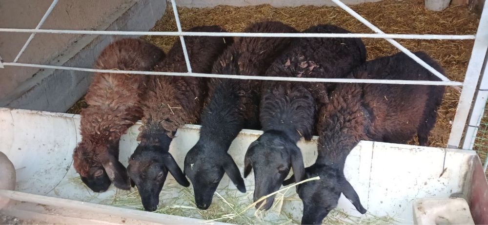 6oylik qozila sotiladi