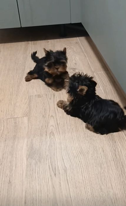 Супер мини Йорки Доставка