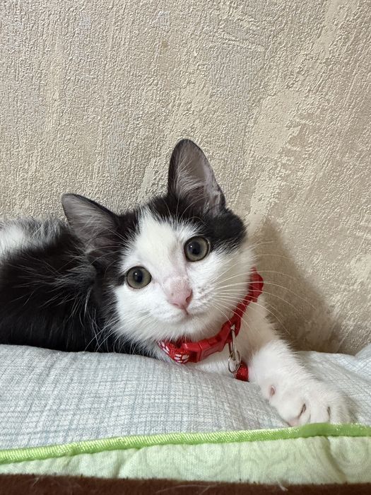 Отдаю котенка бесплатно