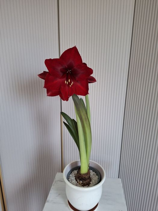 Амариллис бордовый Royal Velvet