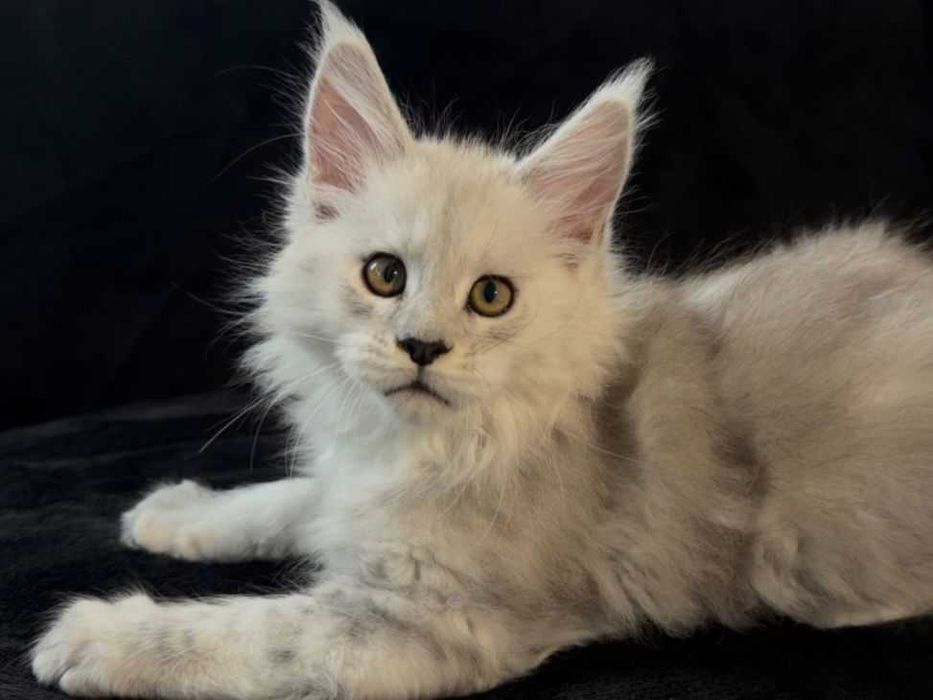 Котенца от породата Мейн Куун