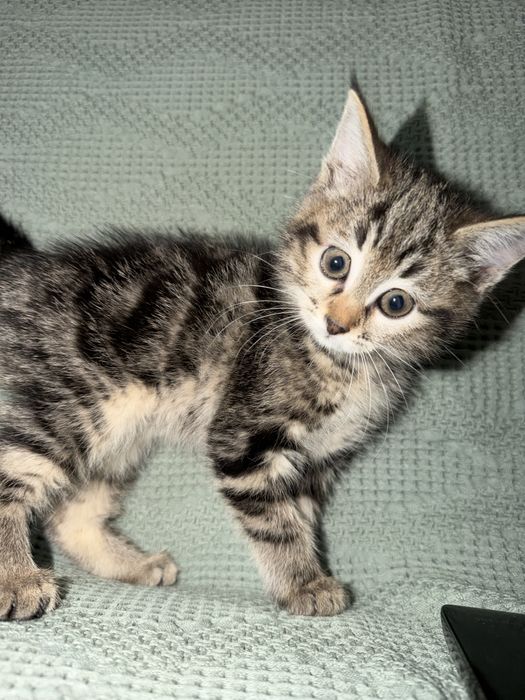 Отдам даром котенка 3 месячного