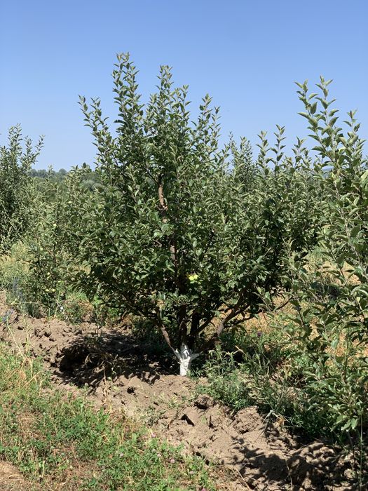 Сад яблоки  1.5Га