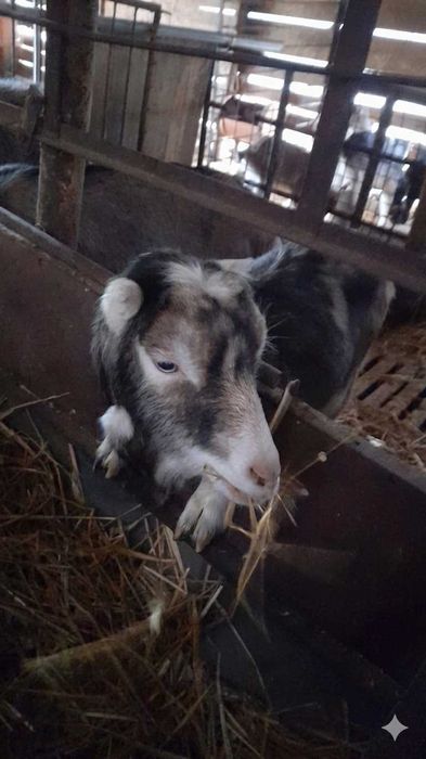 Iezi si capre de vânzare de vânzare 150-450 negociabil