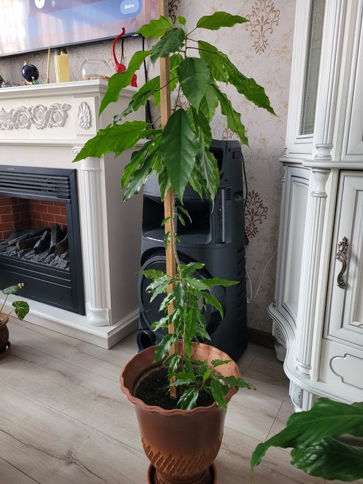 Комнатный цветок