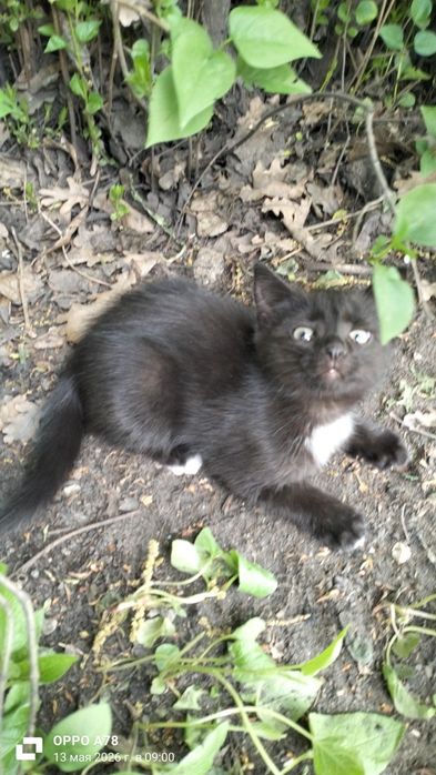 Пристраиваются котята