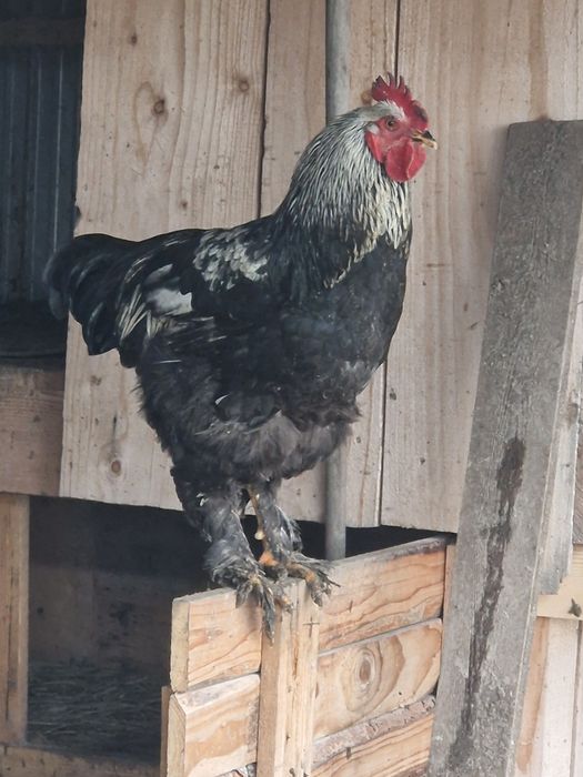 Păsări  de rasa tineri