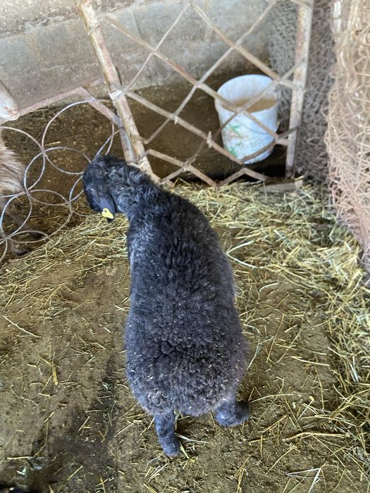 Козы.              .