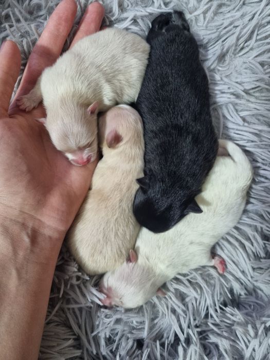 Щенки померанского шпица