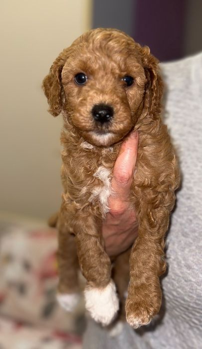 Caniche/ Poodle Pitic