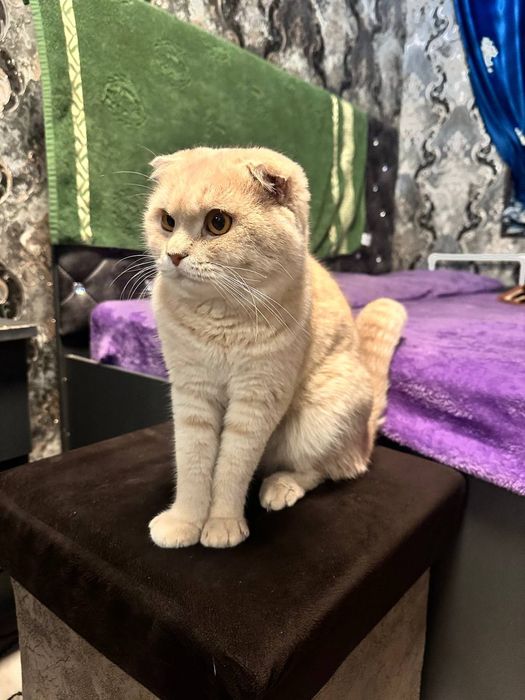 Yaxshi qareman degan oilaga sotiladi