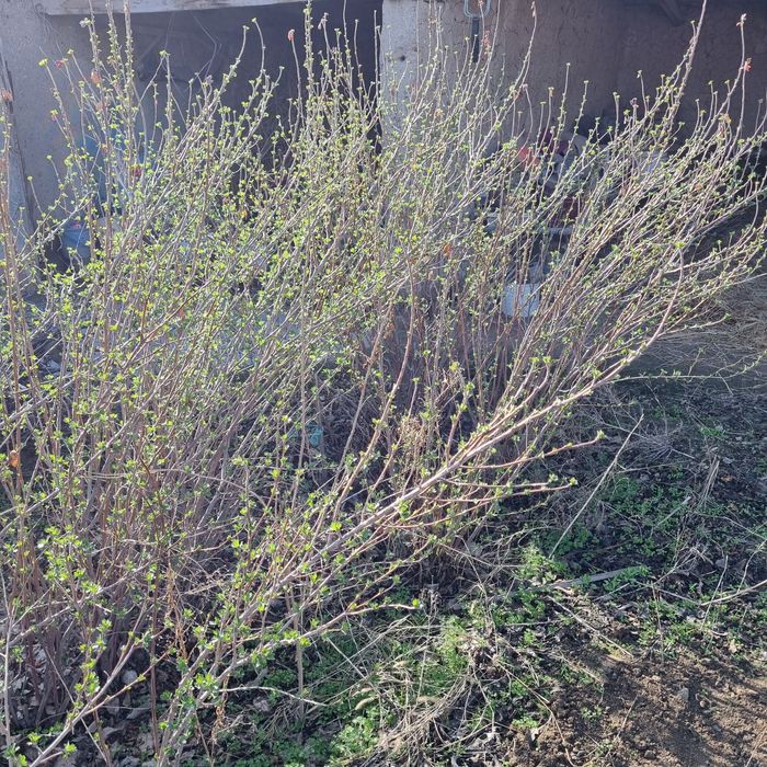 Хар хил кучатлар