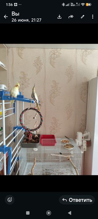 Продам Попугаи Корелла