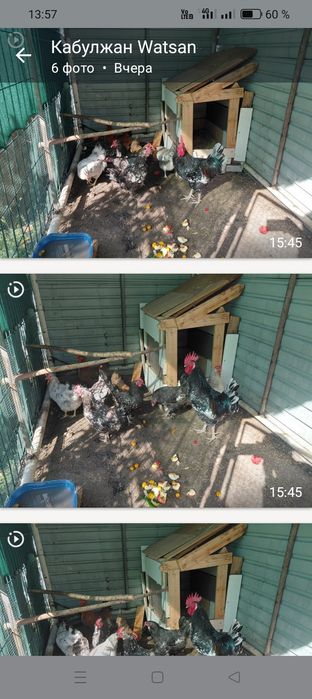 Продаем курей разных парод