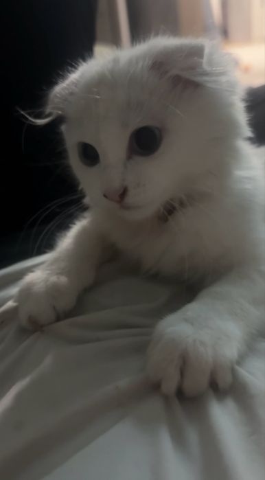 Пропал котенок! девочка вислоухая