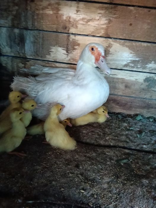 Boboci de rațe mute