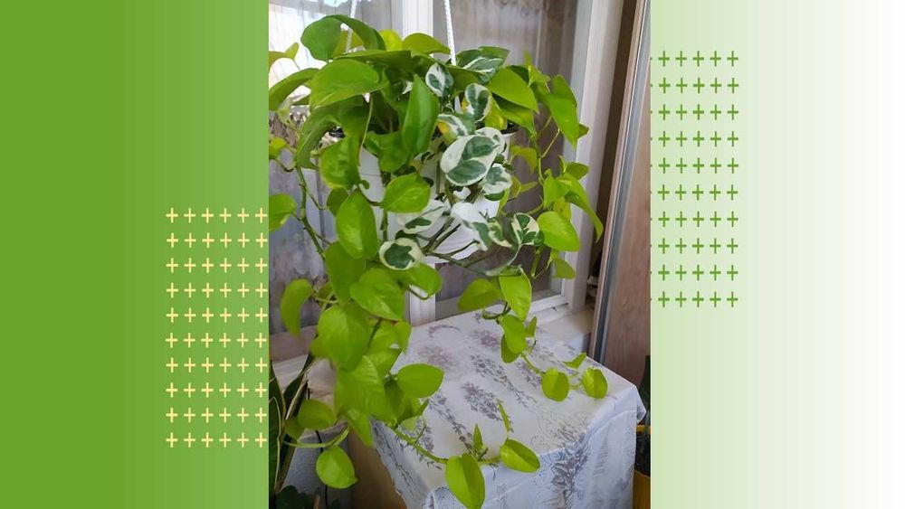 Стеллаж  стеклянный с подсветкой.