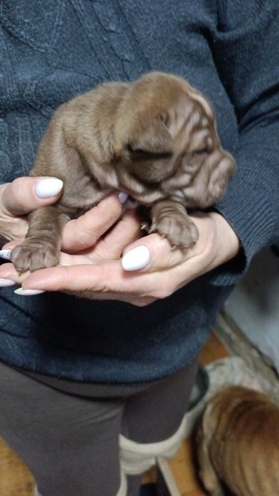 Щенки Шарпея премиум класса