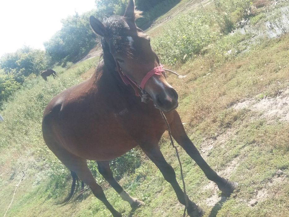 Продажа лошадей кобыл 5ти летки