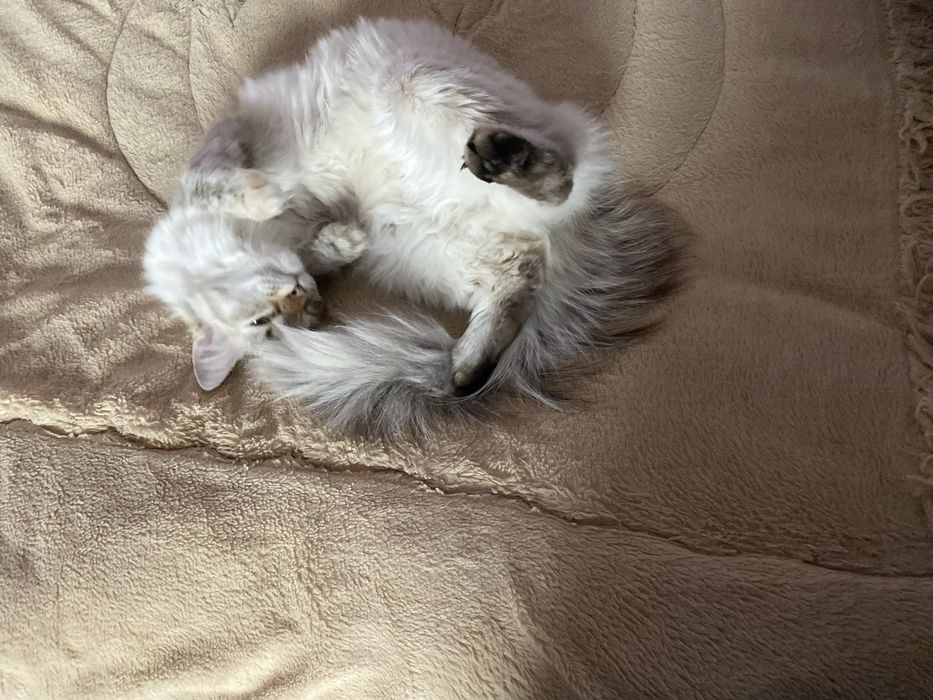 Невский маскарадный котенок