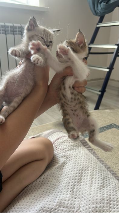 отдам кошку бесплатно