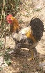 Брама жужалар сотилади гиган