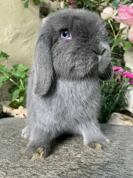 Iepurasi pitic berbec german - mini lop