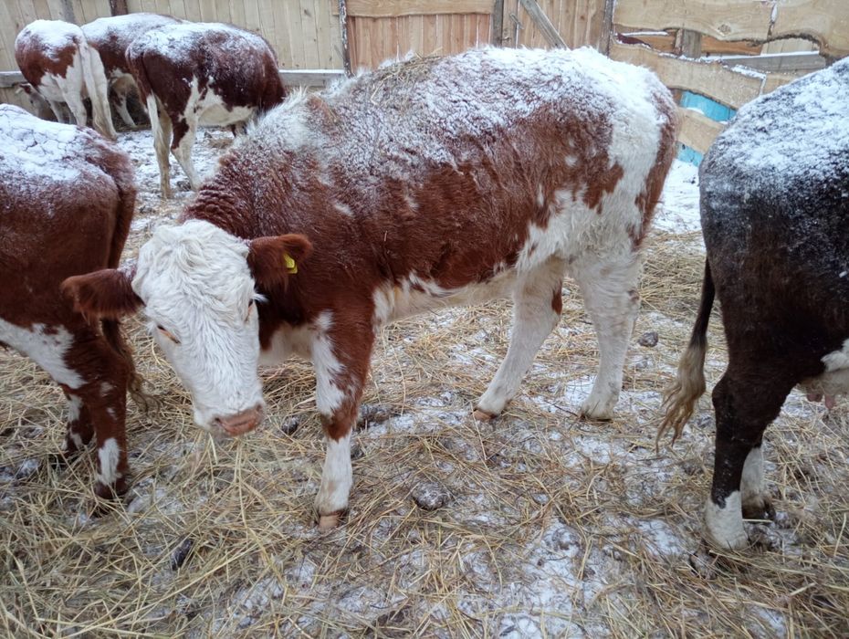 Ірі қара мал сатвлымда