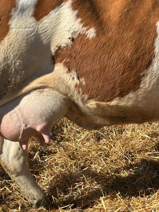 Vaci cu lapte fătate recent