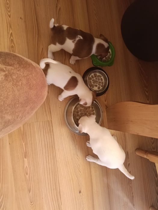 Джак Ръсел Бебчета 52 дни