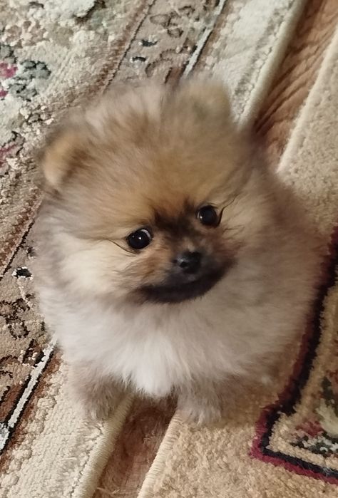 Мальчик померанского шпица